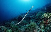 Banded Sea snake swimming Bandasea Indonesia