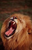 Portrait of Lion male snarling South Africa