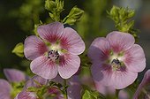 Flowers of Cape mallow France