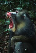 Portrait of Mandrill male yawning