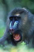 Mandrill male sub adult threatening Africa