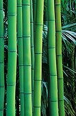 Bamboo stems at the Bambouseraie de Prafrance