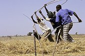 Threshing of rice with a curse in Banankoroni Mali ; Province of Segou, December 1, 2003.