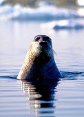 Bearded seal leaving the head off water Boothia Peninsula
