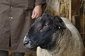 Portrait of ram sufolk and rural veterinarian France  
