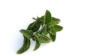 Fresh leaves of Spearmint