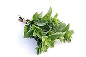 Bouquet of Spearmint fresh leaves