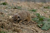 Meerkat digging in the ground to seek that food