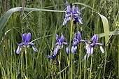 Iris of Siberia in flower Alsace France