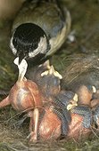 Great tit  taking  faeces from a fledgling