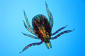 Close up of a sheep tick male under the microscope ; Enlargement x 40. <br><br>