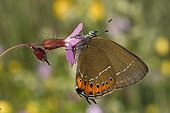 Black Hairstreak posed on a flower Bourgogne France