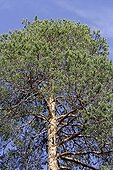 Scots pine in July Finland