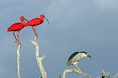 Scarlet Ibis and Night Heron posed on a branches Venezuela
