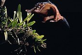Spotted Giant Flying Squirrel Flying Indonesia