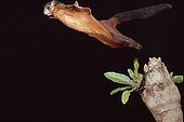 Spotted Giant Flying Squirrel Flying Indonesia