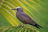 Common noddy tern posed on a branch of Palm tree Seychelles