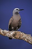 Common noddy tern posed on a branch Seychelles