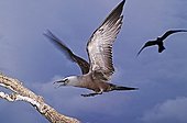Common noddy tern coming at nesting site Seychelles