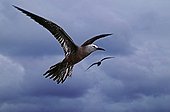 Common noddy tern flying Seychelles