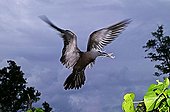Common noddy tern with nesting material in beak Seychelles