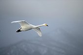 Whooper swan flying UK