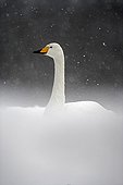 Whooper swan under the snow UK