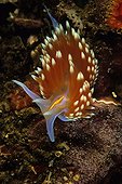 Nudibranch crawling on a sea bottom California USA  