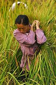 Collect rice in the Chinese province China