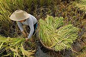 Collect rice in the Chinese province China