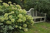 Hortensia 'Anabelle' en fleur et banc de jardin 