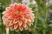 Dahlia horticole en fleur dans un jardin