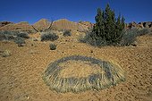 Desert Herbaceous plant drawing a circle on the ground USA ; the dried ground has an ochre color.
