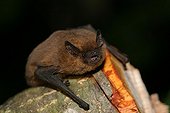 Common pipistrelle on wood Isere France