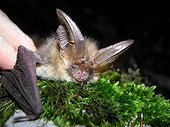 Brown big-eared bat on moss Isere France