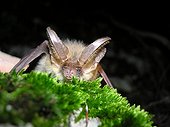 Brown big-eared bat on moss Isere France