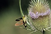 Broad-bordered bee hawk-moth gathering nectar of Teasel France