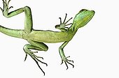 Green basilisk lizard in studio ; View from below showing long toes fringed with scales enable it to tread water surface. Distribution: Central America.  