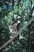 Gibbon lar courant debout sur une branche