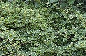 Plectranthus 'Nicot' dans un jardin