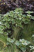 Plectranthus 'Silver Knight' dans un jardin