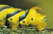 Tail of the Caterpillar of Death's-head  Hawk-moth France