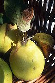 Quinces in a basket France