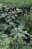 Plectranthus 'Silver' en fleur dans un jardin