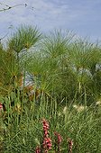 Papyrus in a garden