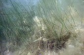 Segrass with seagrass Lagoon of Leucate Mediterranean Sea