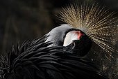Crowned crane  ; African reserve of Sigean France