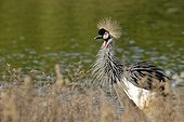 Crane crowned in a marsh ; African reserve of Sigean