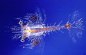 Atlantic mud shrimp larva