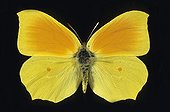 Butterfly Cleopatra France ; Wingspread: 65 mm